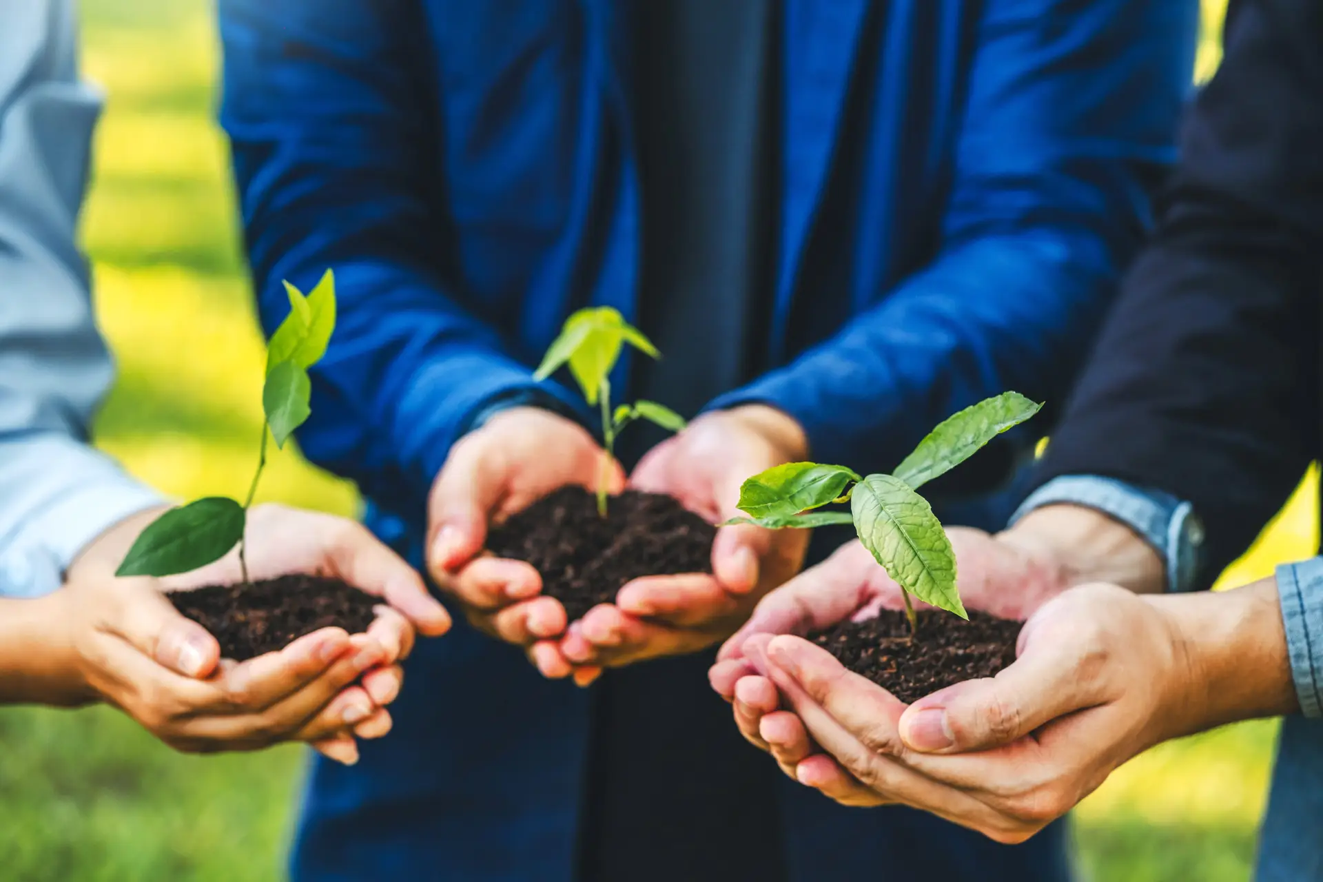 BPI Color's 2024 Year in Review 15 Environmental Collaboration hands of multiple people holding young green plants with soil, symbolizing teamwork, sustainability, and eco-conscious growth.